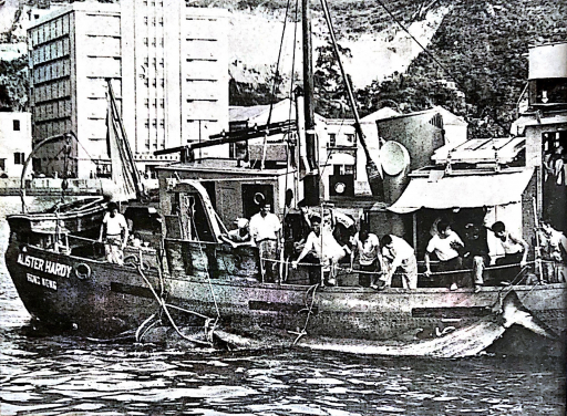 Image 11: The dead whale was tied onto the Research Vessel Alister Hardy and towed to Aberdeen on April 12, 1955.
(Photo credit: Spectrum, No. 4, May 1955)